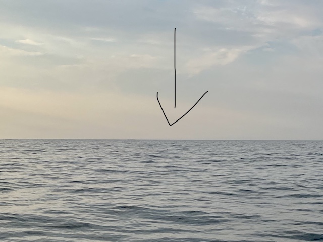 2022.08.28 Kegelrobbe
